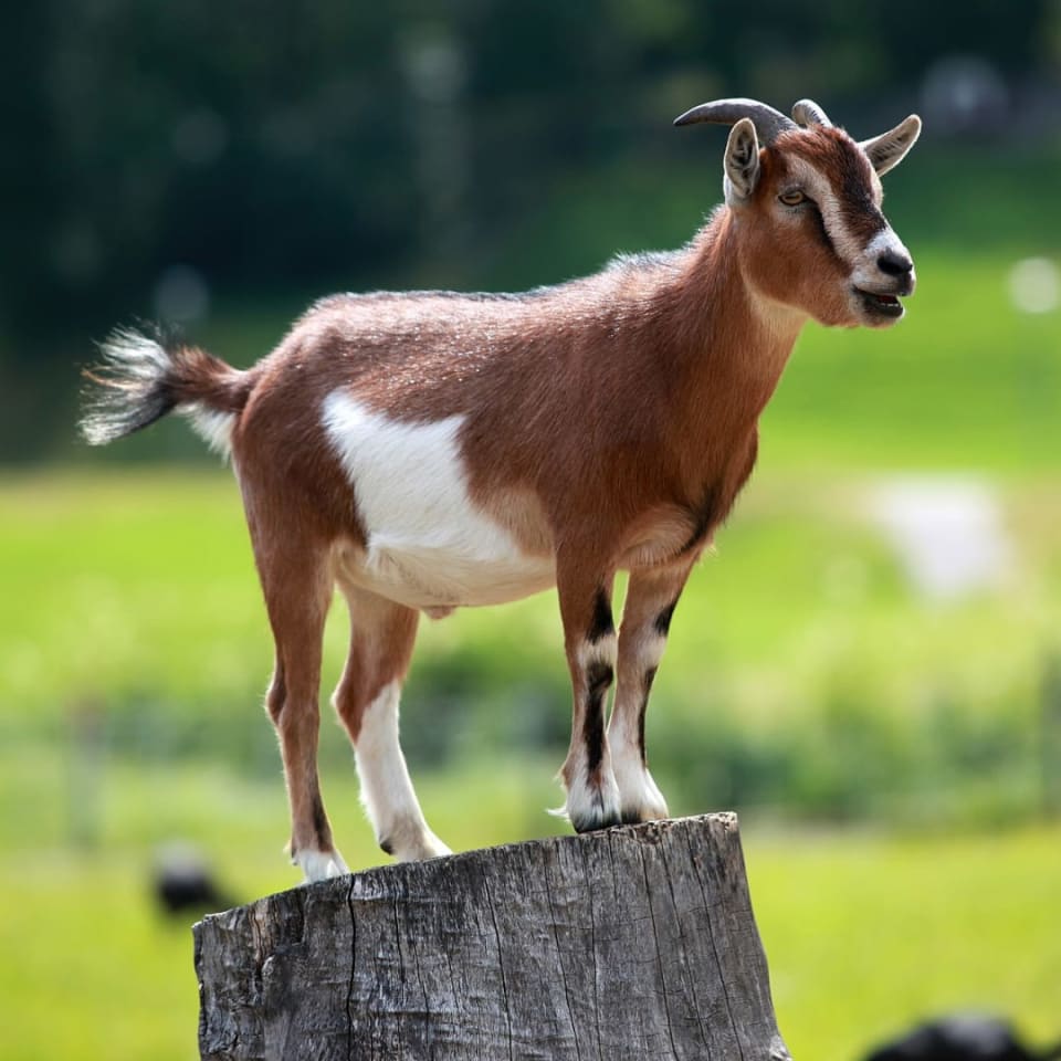 Chèvre