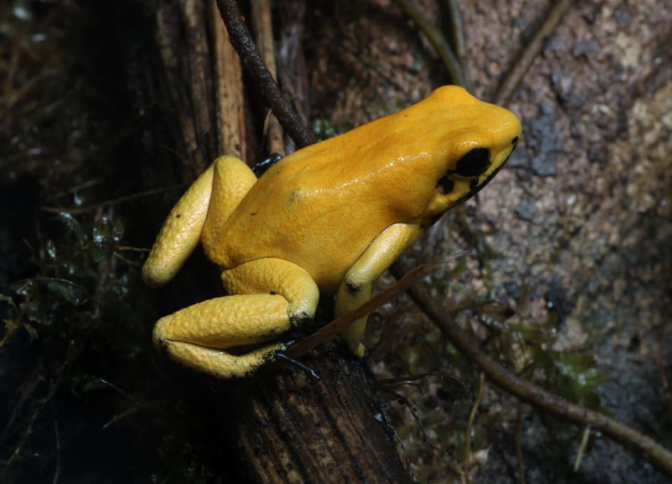 Golden Poison Frog