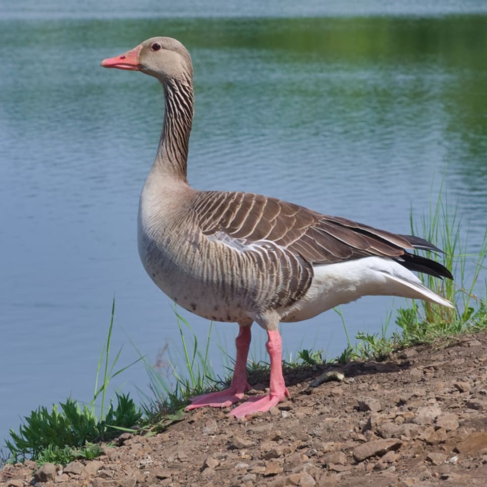Greylag Goose