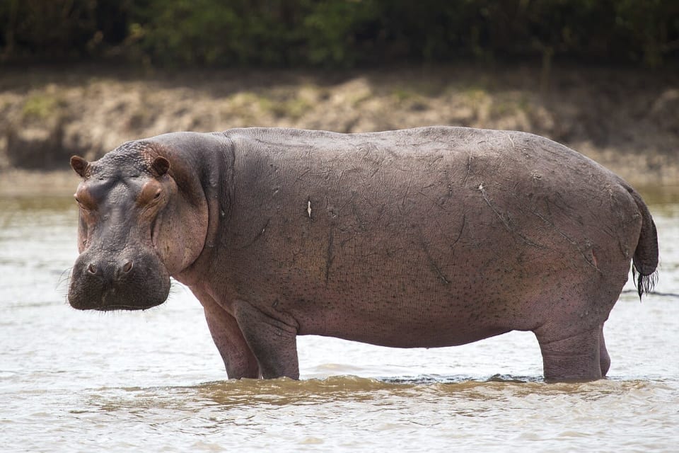 Hippopotame amphibie