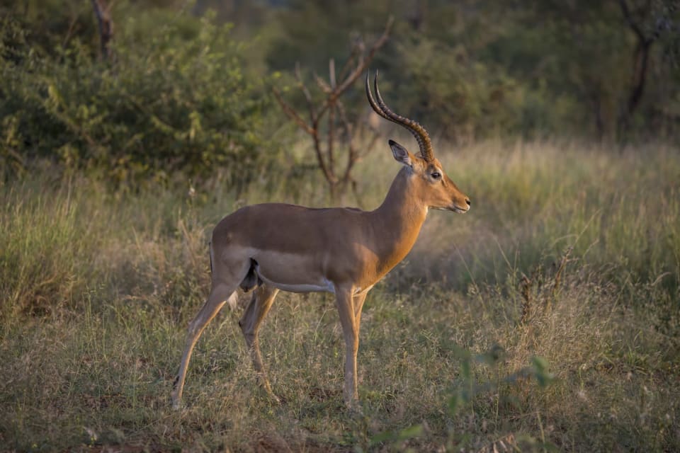 Impala
