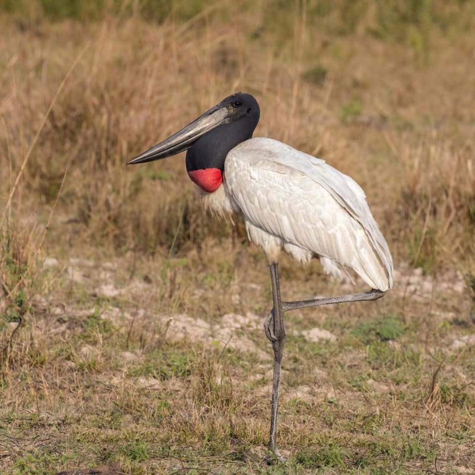 Jabiru
