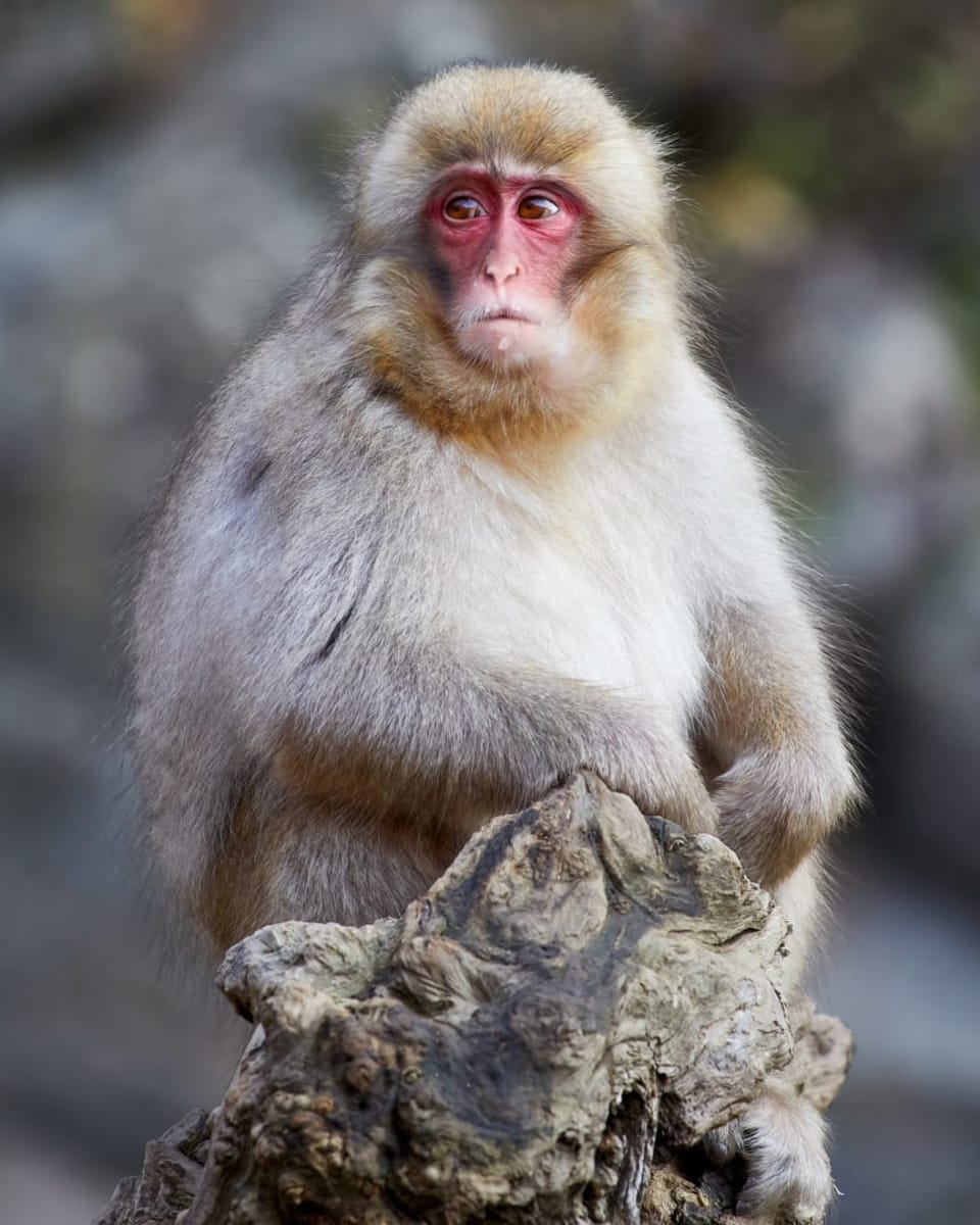 Japanese Macaque