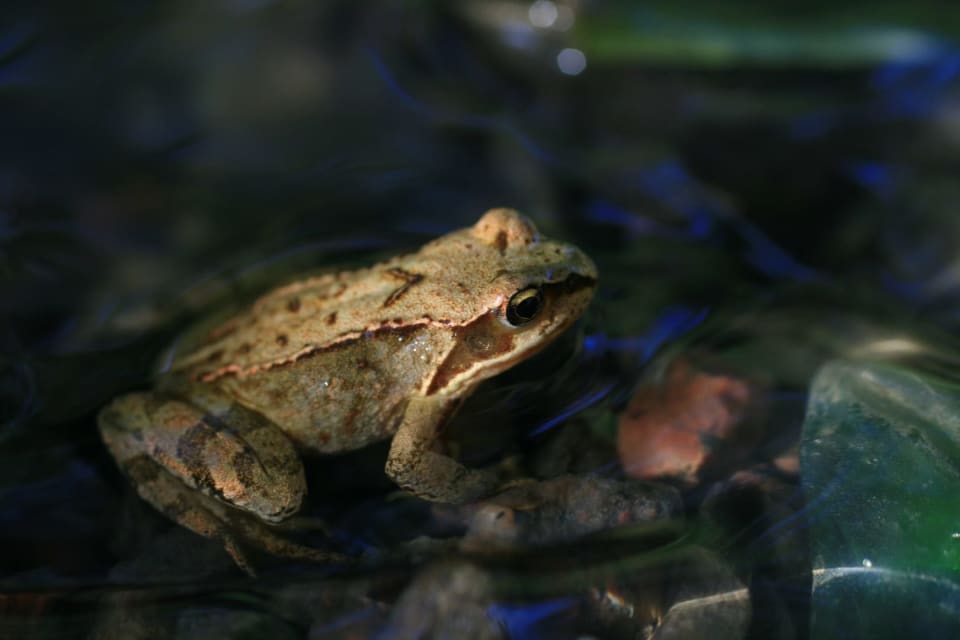 Moor frog