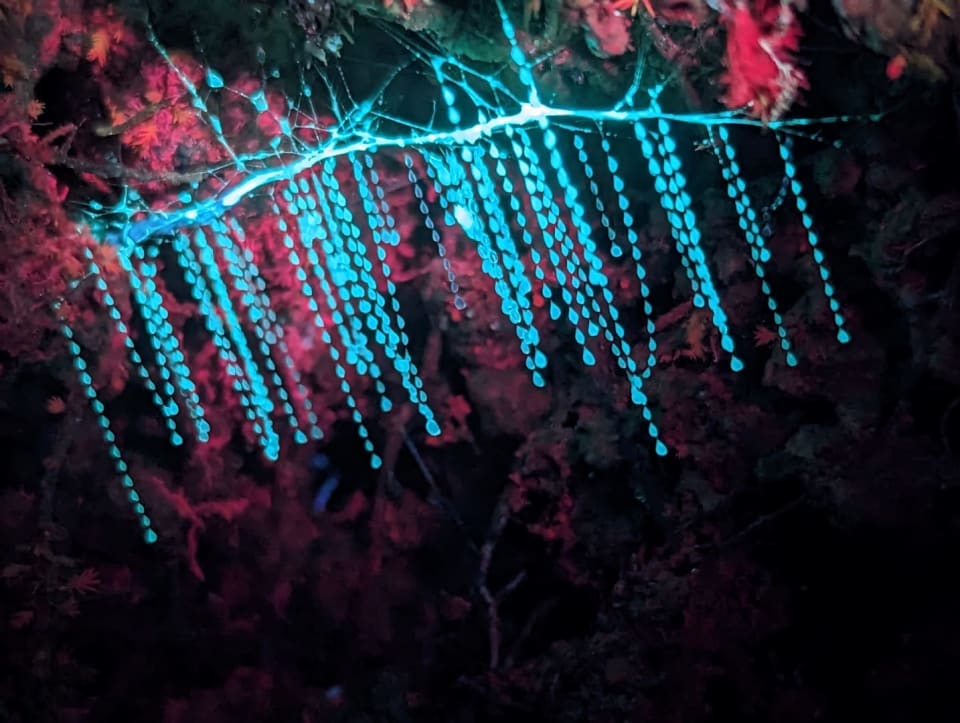 New Zealand Glowworm