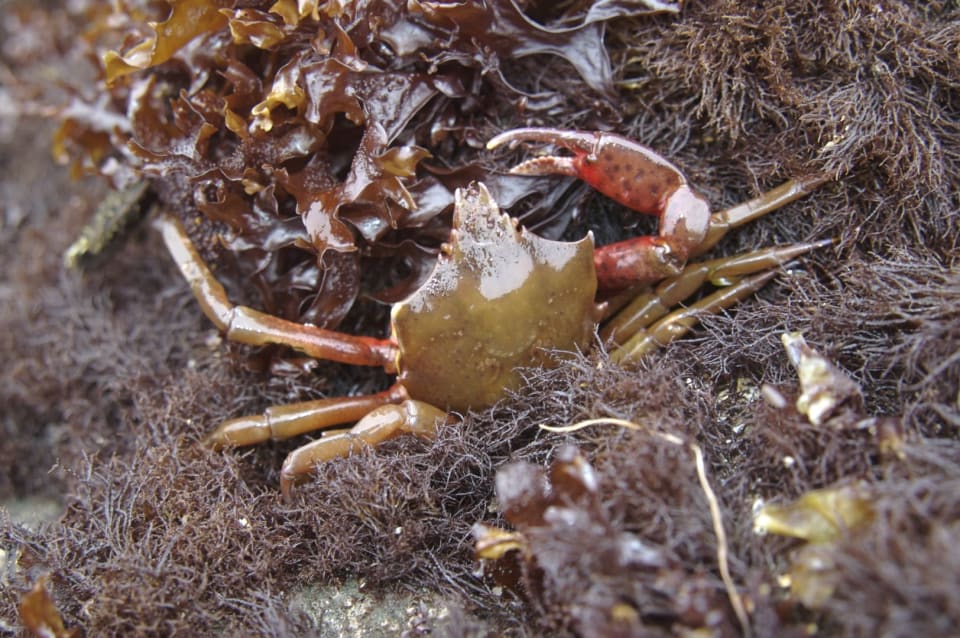 Northern Kelp Crab