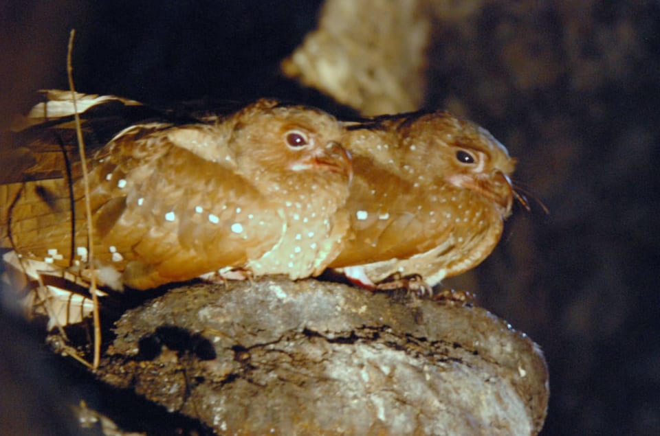 Oilbird