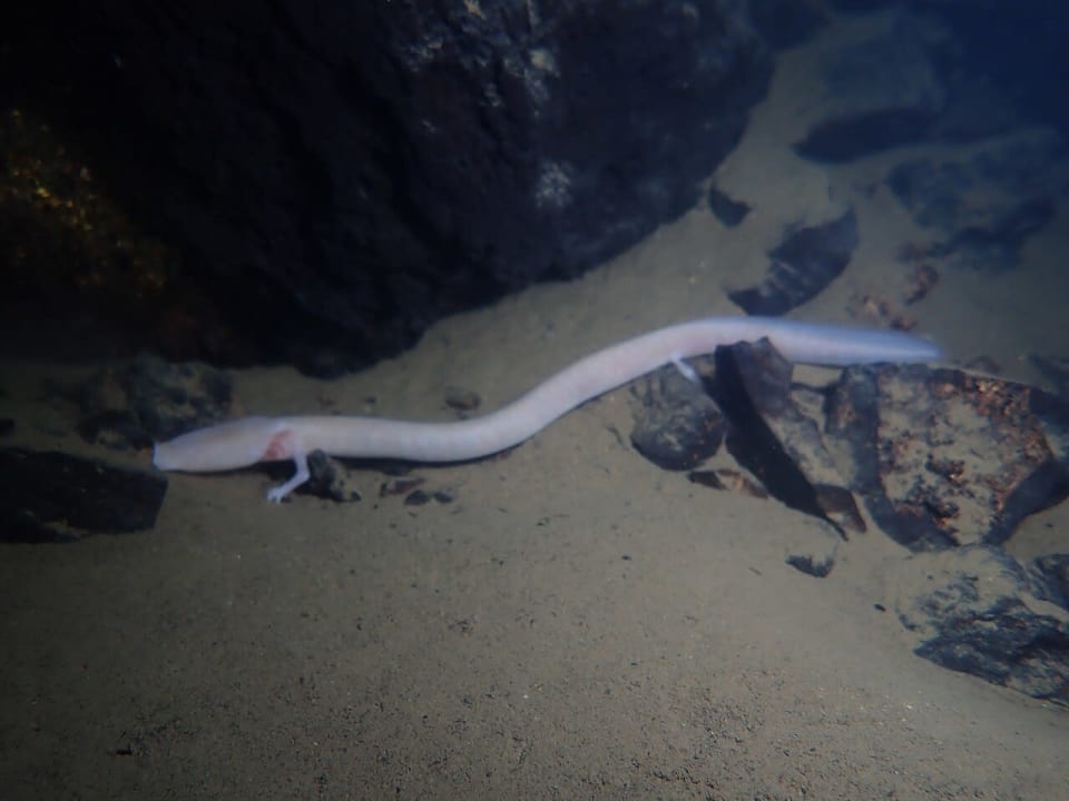 Olm