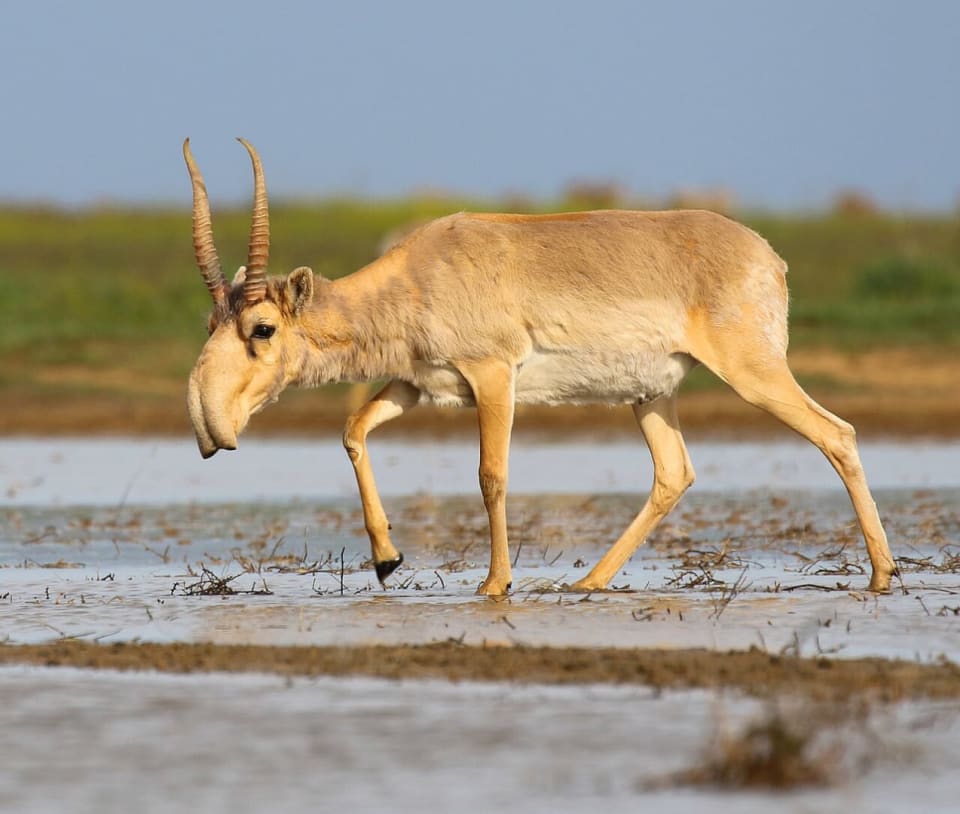 Saiga
