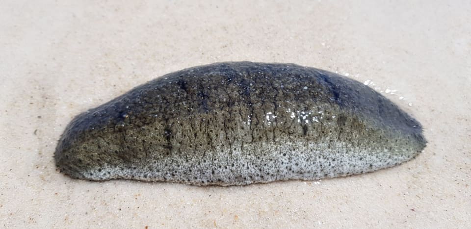 Sandfish