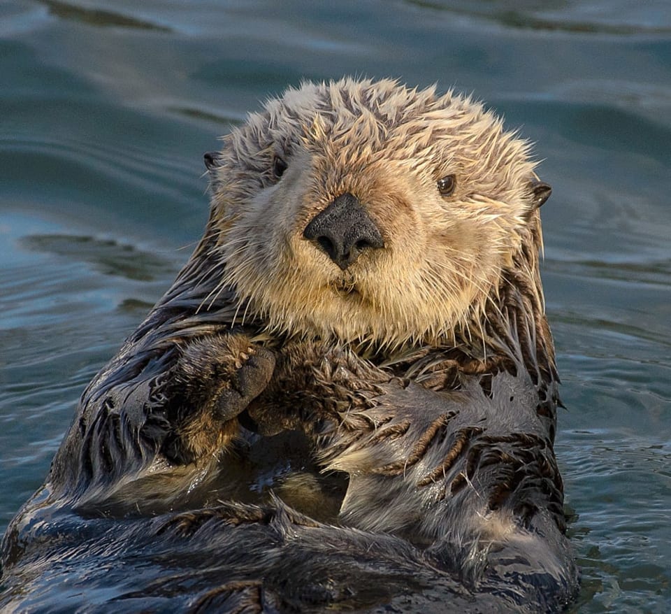 Loutre de mer