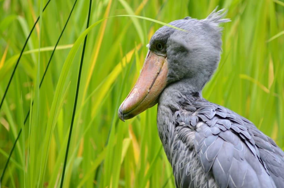 Shoebill