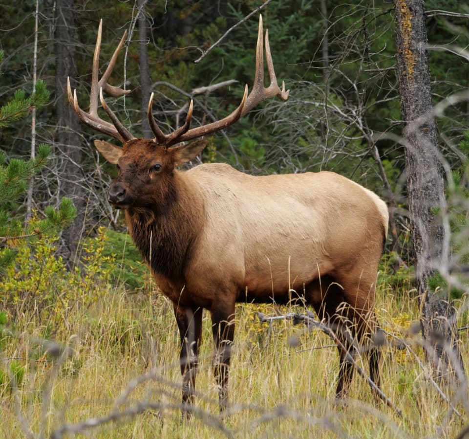 Wapiti