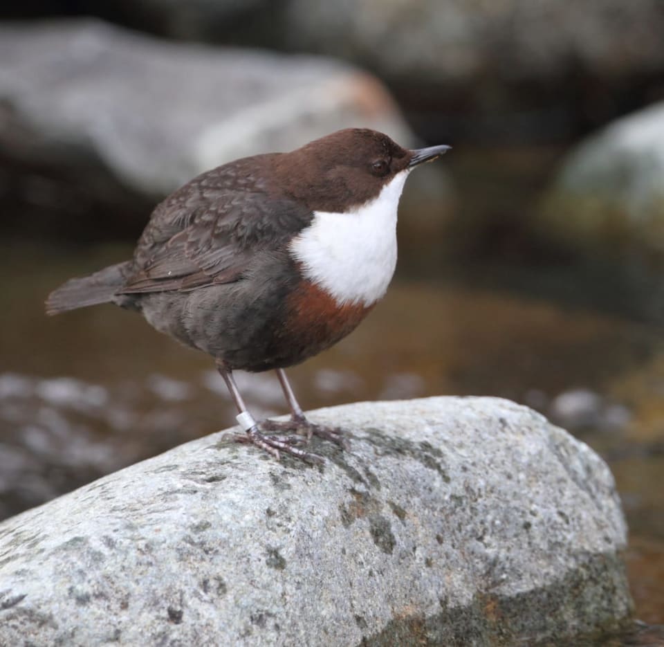White-throated Dipper