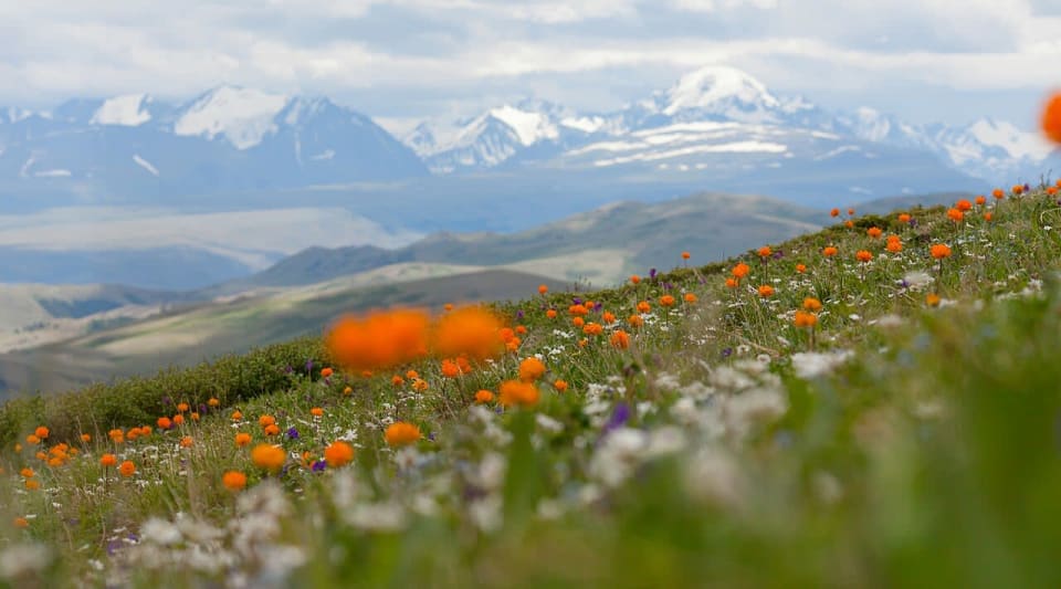 Alpine Meadow