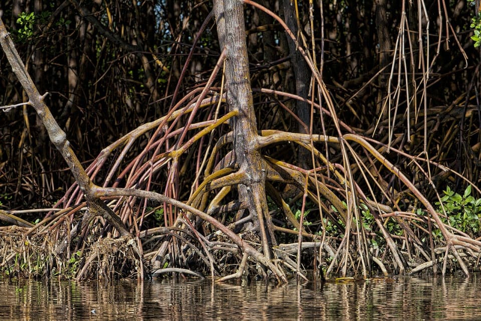 Mangrove
