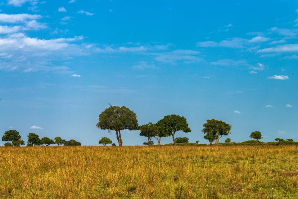 Savanna