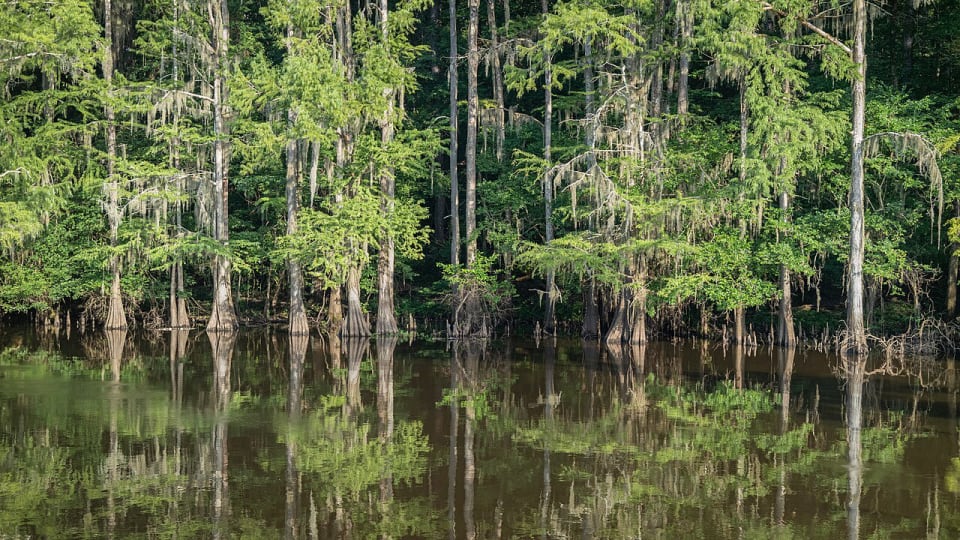 Swamp