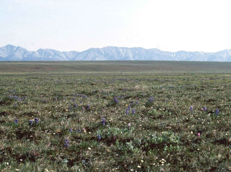 Tundra