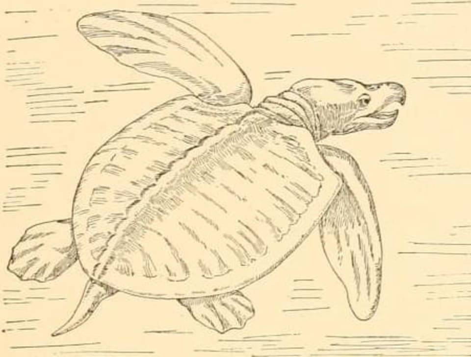 Archelon