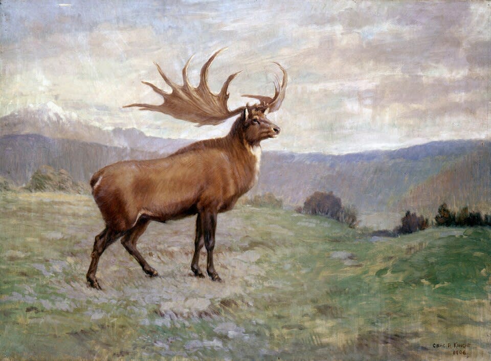 Giant Elk