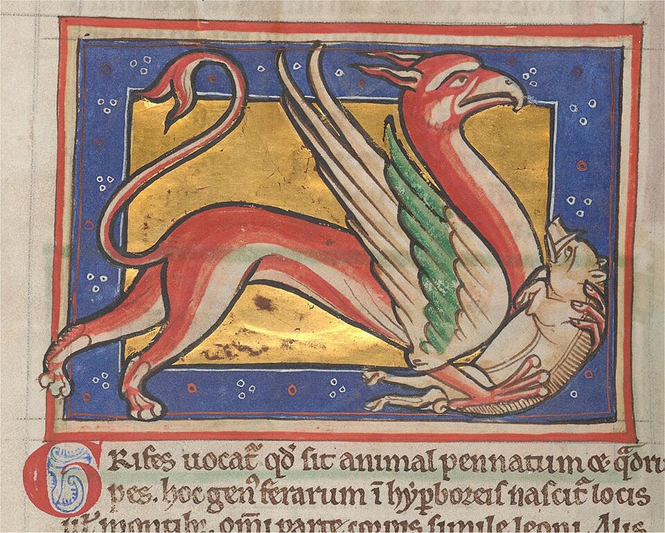 Griffon