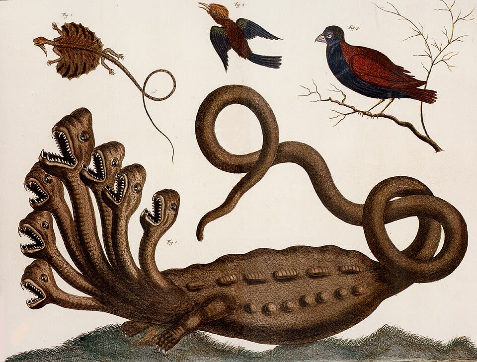 Hydra