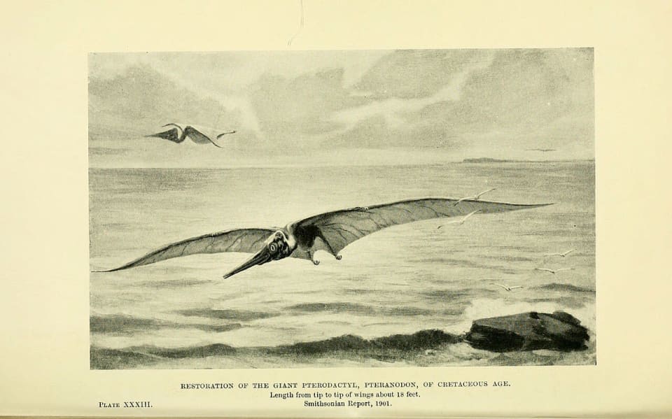 Pteranodon