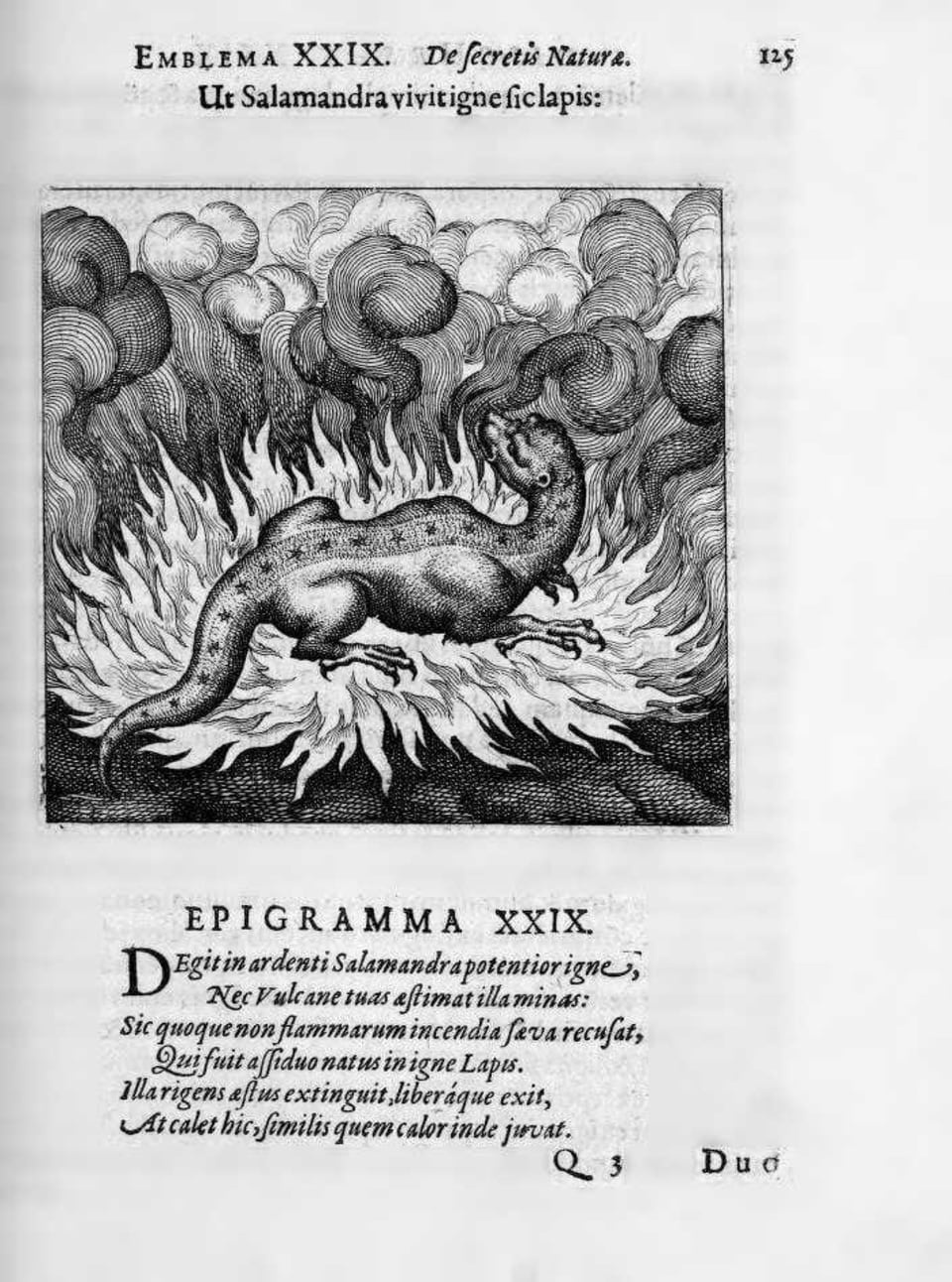 Salamander