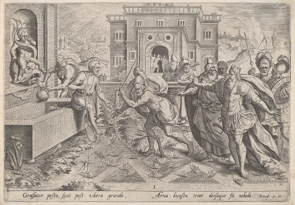 Nuée d’insectes