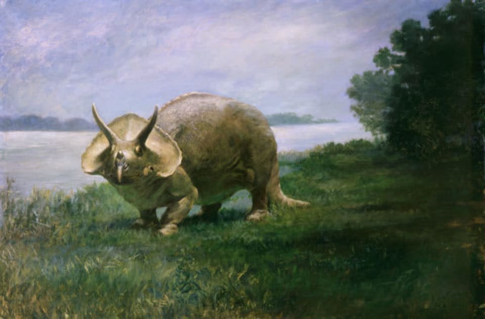Triceratops