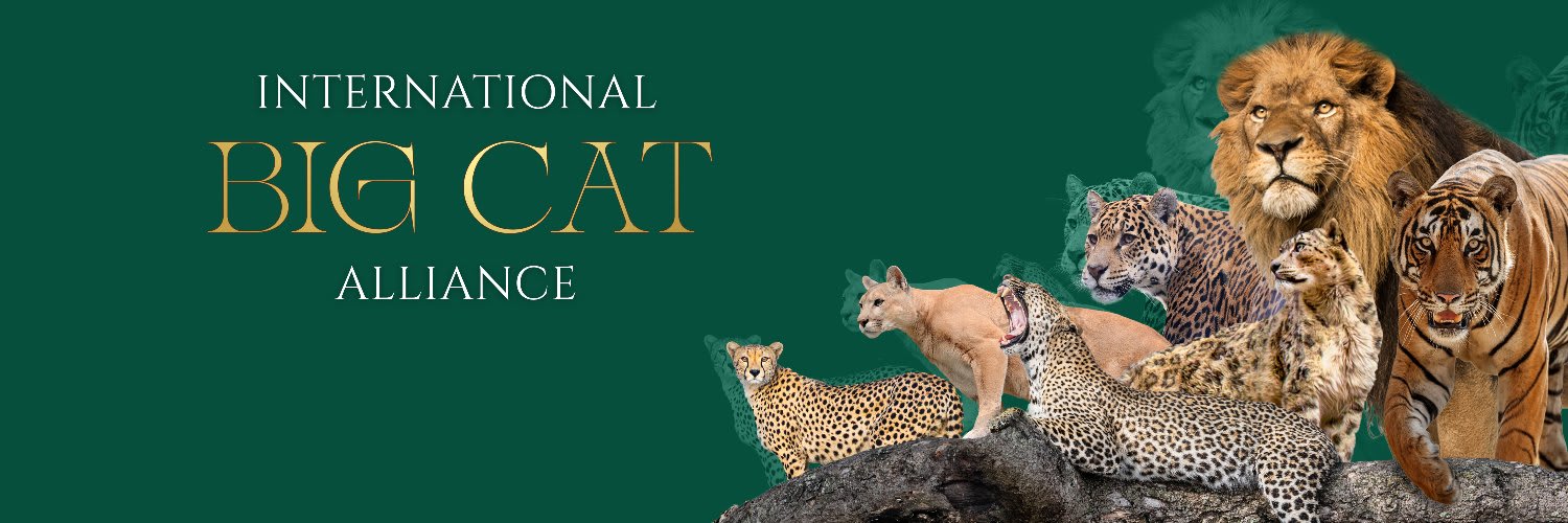Saudi Arabia joins International Big Cat Alliance; 1st summit postponed