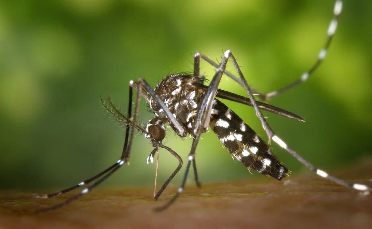 Aedes aegypti mosquito on a leaf, representing dengue disease spread.