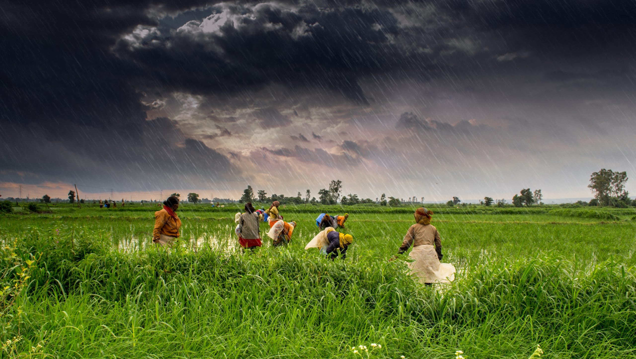 A dry agricultural field in India due to monsoon deficit