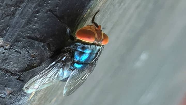 New World screwworm larvae in a natural setting