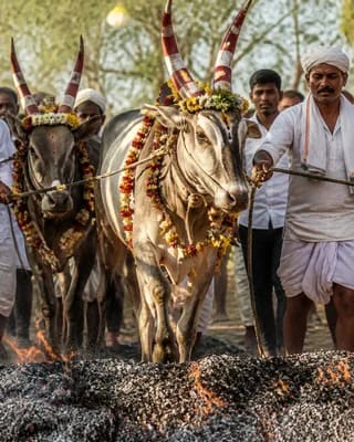 Makara Sankranti