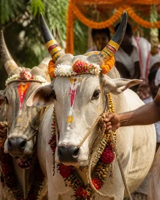Gamha Purnima