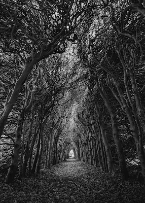 Eerie misty forest, a haunting destination for dark tourism lovers Haunted dark forest, abandoned travel destination