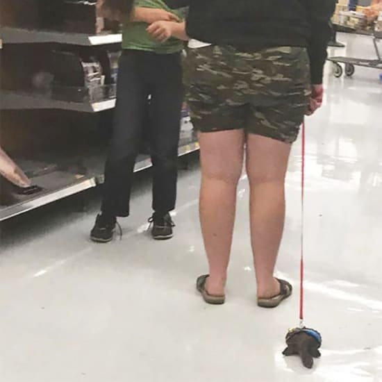 Una tortuga como compañera de compras: cuando la prisa no es lo importante
