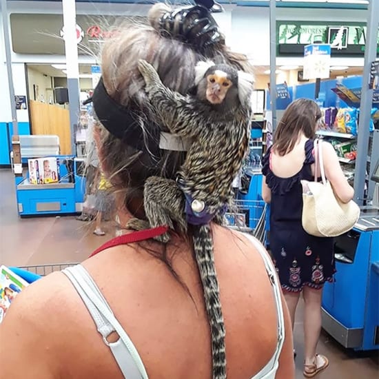 Los monos pequeños como mascotas: ¿una buena idea?