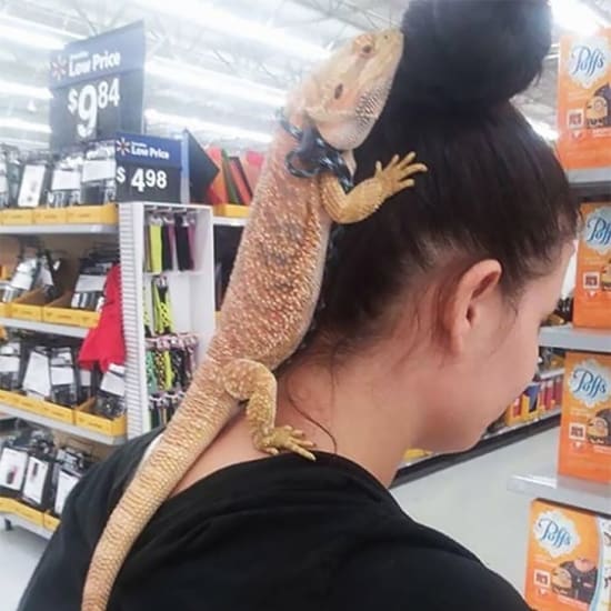 Una compañía inesperada en el supermercado: la iguana que se roba las miradas