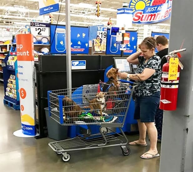 Una mujer pasea tres perros en su carrito de compras en Walmart