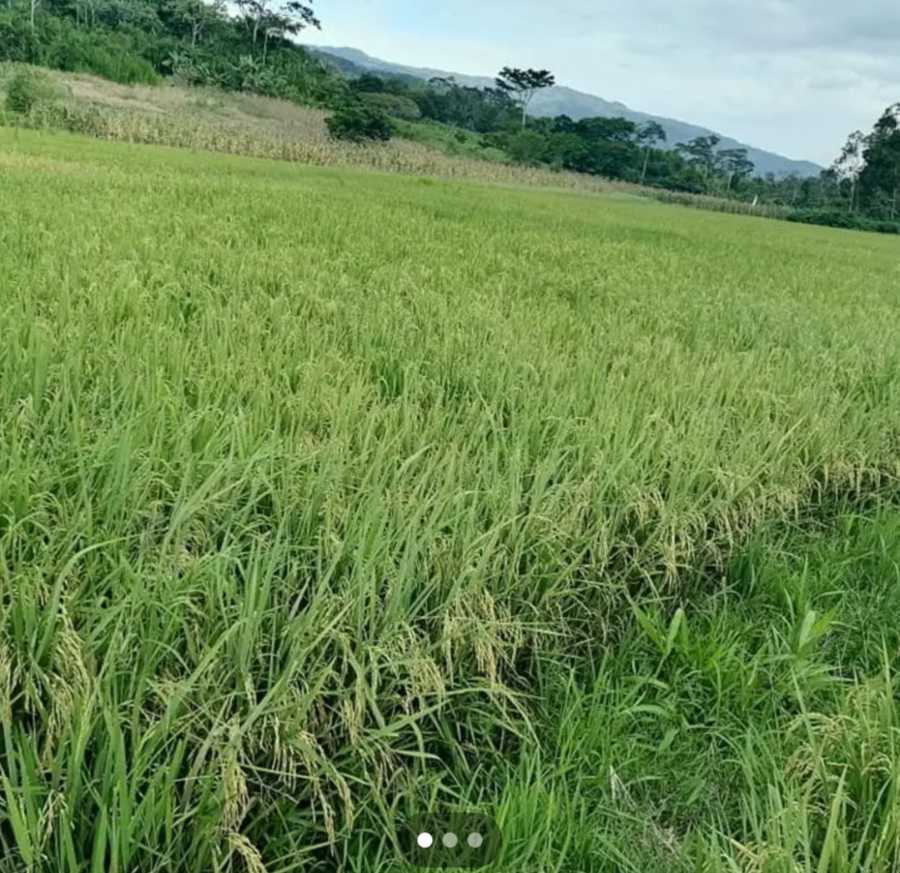 Fotografía del anuncio: Se vende 1 hectárea de terreno para siembra de arroz, mecanizado. 