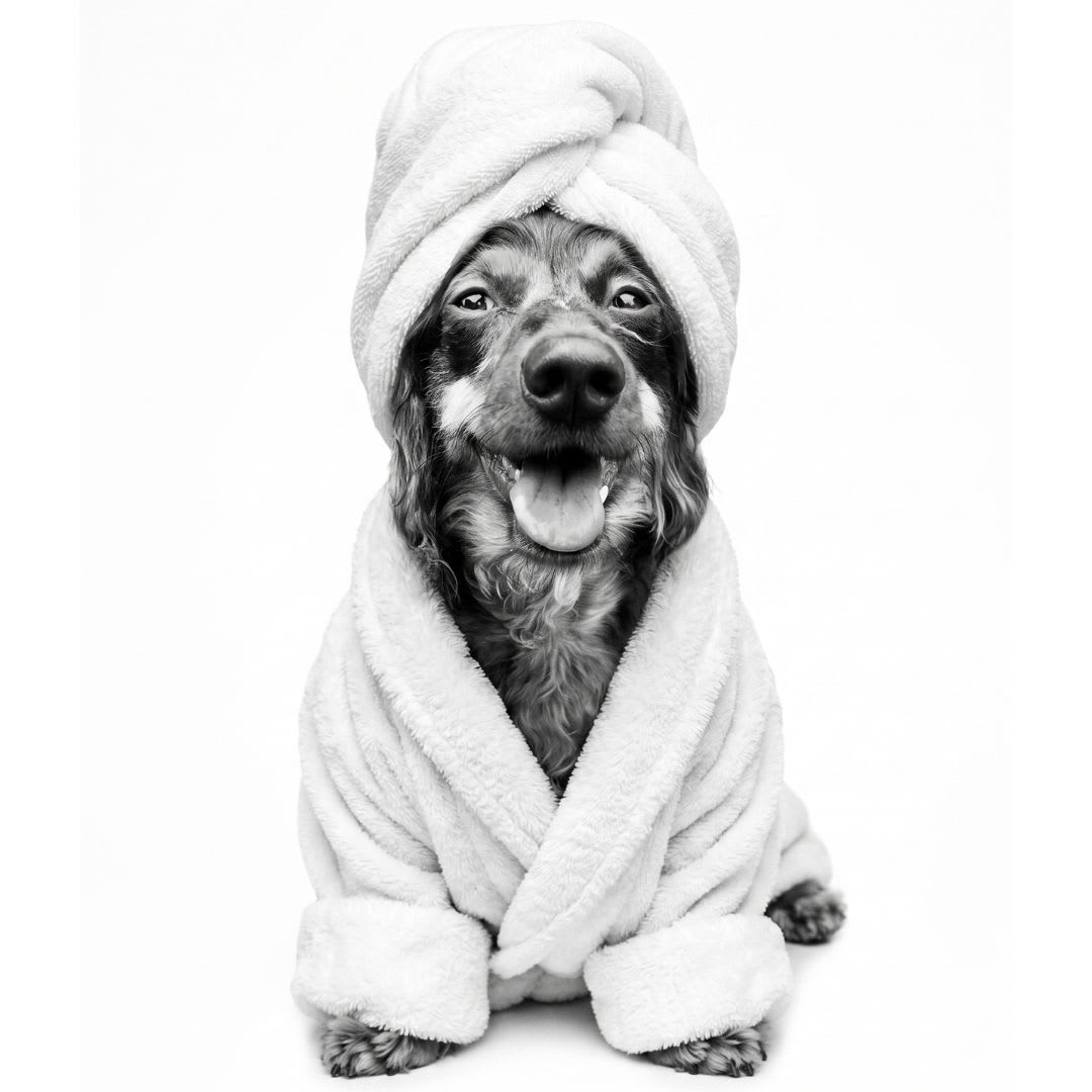 Spa style custom dog portrait South Africa
