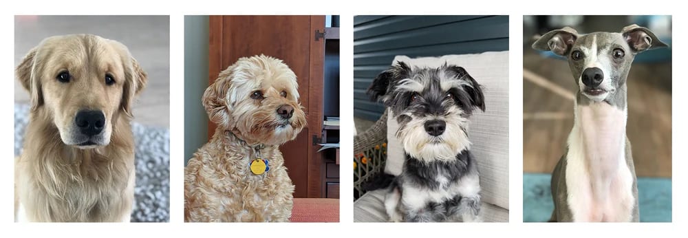 Photo examples