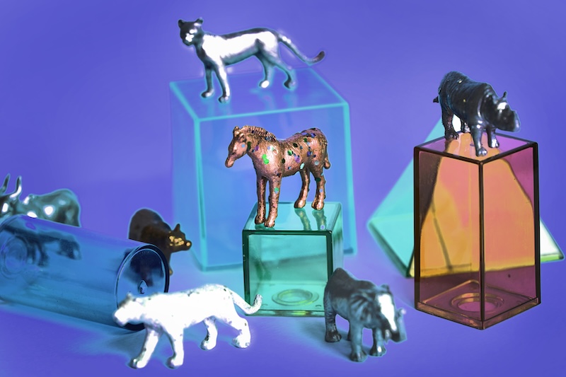 Amazing Animals