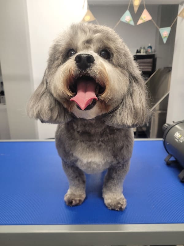 Gino - Shihpoo