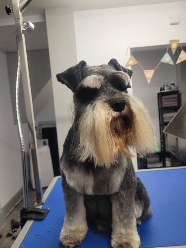 Luka - Miniature Schnauzer