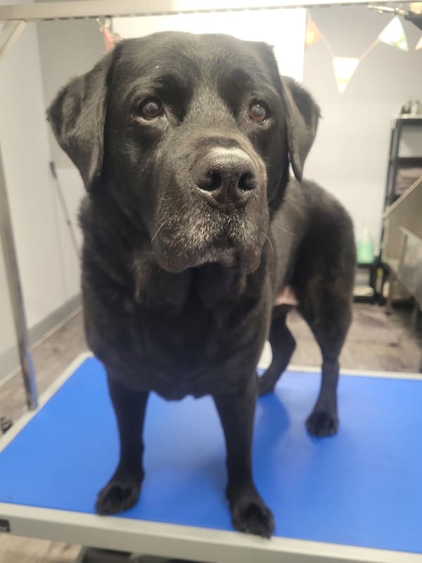 Juke - Labrador Retriever
