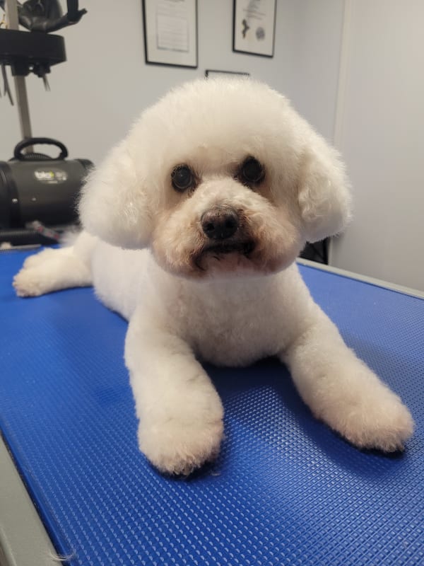 Arlow - Bichon Frise